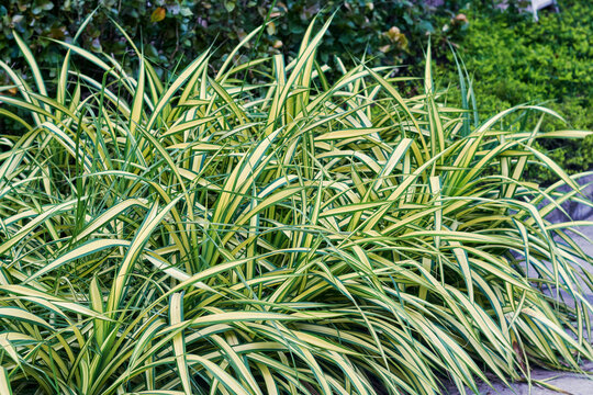 fluorescent green coloured leaves of Carex Evergold, commonly known as Japanese Sedge plant, belonging to Cyperaceae plant family. A stunning, evergreen houseplant