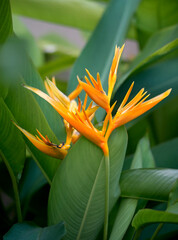 yellow flower bouquets of Heliconia psittacorum 'Golden Torch Adrian' plant. Native to tropical rainforest areas, it belongs to Heliconiaceae plant family. Their leaves are similar to banana leaves.