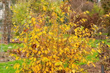 Corylopsis Veitchiana plant in Saint Gallen in Switzerland