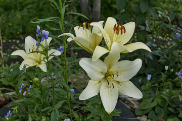 Obraz premium Lily (lat. Lilium) blooms in the garden. Lily - the genus of plants of the family of Lily (Liliaceae).