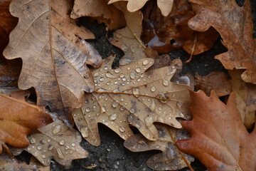 perfect drops of water on oak leaves
