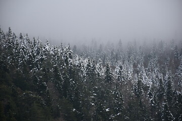 snow in the bulgarian forests
