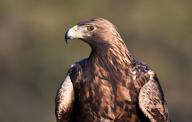 a majestic golden eagle in spain