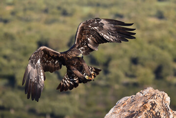 a majestic golden eagle in spain