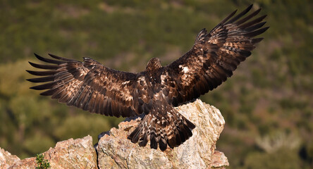 a majestic golden eagle in spain