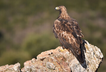 a majestic golden eagle in spain