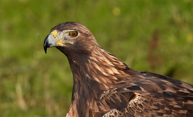 a majestic golden eagle in spain