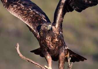 a majestic golden eagle in spain