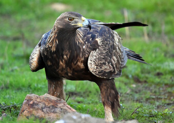 a majestic golden eagle in spain