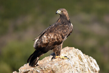 a majestic golden eagle in spain