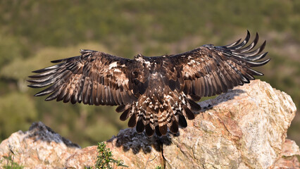 a majestic golden eagle in spain