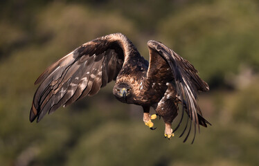 a majestic golden eagle in spain