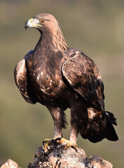 a majestic golden eagle in spain