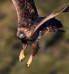 a majestic golden eagle in spain