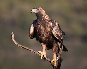 a majestic golden eagle in spain