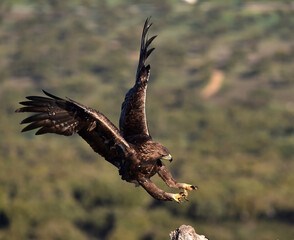 a majestic golden eagle in spain