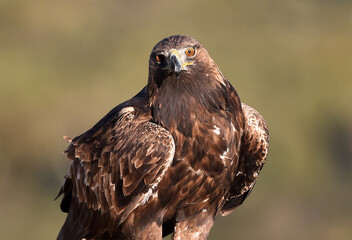 a majestic golden eagle in spain