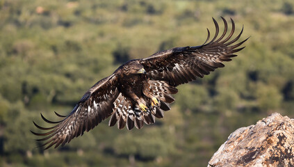 a majestic golden eagle in spain