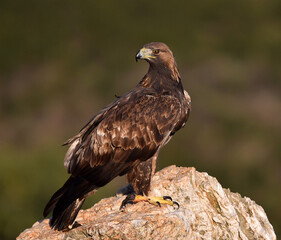 a majestic golden eagle in spain