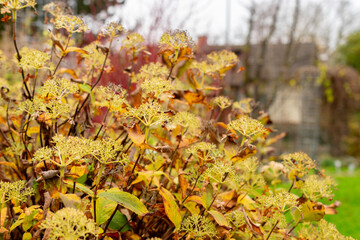 Hydrangea Involucrata plant in Saint Gallen in Switzerland