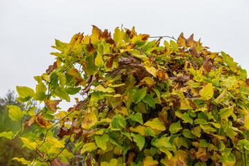 Bristly greenbrier or Smilax Tamnoides plant in Saint Gallen in Switzerland