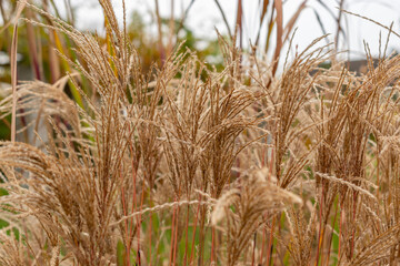 Miscanthus Sinensis Fidel Elegance plant in Saint Gallen in Switzerland