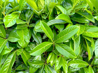 Lush Green Foliage of a Shrub Thriving in a Sunny Garden Setting