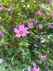 Beautiful Blooming Hibiscus Flowers in a Lush Green Garden Setting