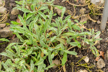 Alyssum Saxatile plant in Saint Gallen in Switzerland