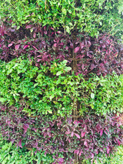Vertical Garden Displaying a Variety of Green and Purple Plants in Sunlight