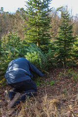 Plantation for the sale of Christmas trees