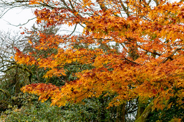 Japanese maple or Acer Palmatum plant in Saint Gallen in Switzerland