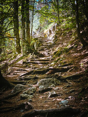 Hiker trail in the forest