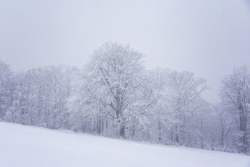 Krajobraz zimowy w g&oacute;rach, białe zaśnieżone drzewa, zimowe tło, tapeta	