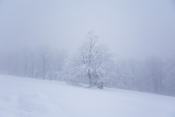 Krajobraz zimowy w górach, białe zaśnieżone drzewa, zimowe tło, tapeta	