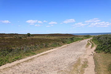 Blick auf die Braderuper Heide auf der Nordseeinsel Sylt