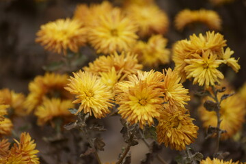 yellow flowers 