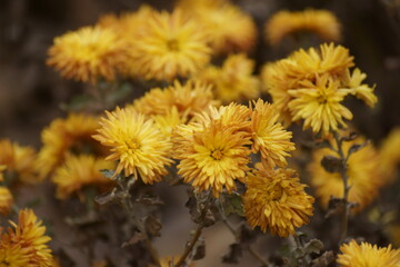 yellow flowers in the park