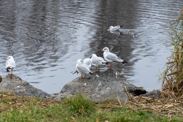 Large group birds of common gulls on shoreline in city lake. Rivergull on stone near coastline water. Flock birds chroicocephalus ridibundus fly, scream and eat fishs. Family laridae in wild nature.