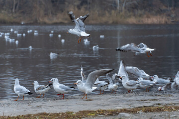 Large group birds of common gulls on shoreline in city lake. Rivergull on stone near coastline water. Flock birds chroicocephalus ridibundus fly, scream and eat fishs. Family laridae in wild nature.