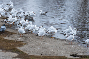 Large group birds of common gulls on shoreline in city lake. Rivergull on stone near coastline water. Flock birds chroicocephalus ridibundus fly, scream and eat fishs. Family laridae in wild nature.