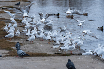 Obraz premium Large group birds of common gulls on shoreline in city lake. Rivergull on stone near coastline water. Flock birds chroicocephalus ridibundus fly, scream and eat fishs. Family laridae in wild nature.