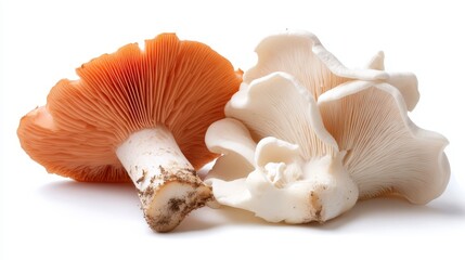 Fototapeta premium Two mushrooms showcasing their unique gilled caps; one in warm orange hues and the other in pale white, illustrating nature's diversity in fungi morphology.