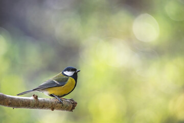 Bird (great tit) perched on a branch with a blurred bokeh background.
