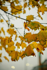 autumn maple leaves in Canada