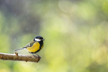 Bird (great tit) perched on a branch with a blurred bokeh background.
