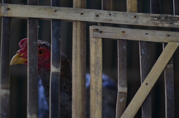 A rooster with a red scalp in a cage made of bamboo