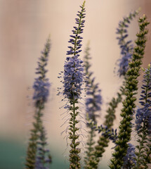 interweaving flowering branches for background