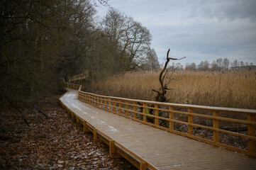 Wooden pedestrians passage in wilderness among trees and reed in winter, moody atmosphere