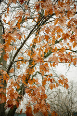 autumn leaves